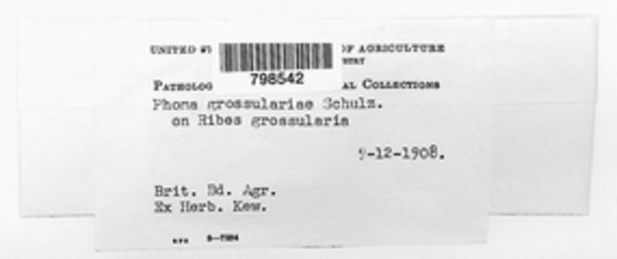Phoma grossulariae image